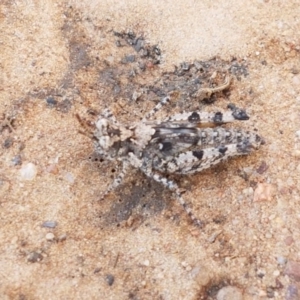 Pycnostictus seriatus at O'Connor, ACT - 22 Sep 2020 12:38 PM