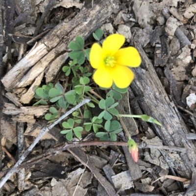 Oxalis sp. (Wood Sorrel) at Bruce, ACT - 22 Sep 2020 by Goldtuft864