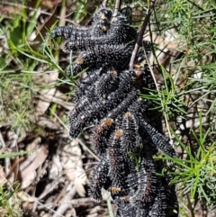 Perga sp. (genus) (Sawfly or Spitfire) at O'Connor, ACT - 22 Sep 2020 by tpreston