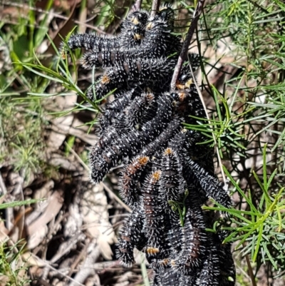 Perga sp. (genus) (Sawfly or Spitfire) at O'Connor, ACT - 22 Sep 2020 by trevorpreston