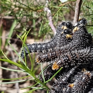 Perga sp. (genus) at O'Connor, ACT - 22 Sep 2020 12:40 PM