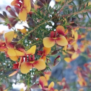 Dillwynia phylicoides at O'Connor, ACT - 22 Sep 2020 12:41 PM