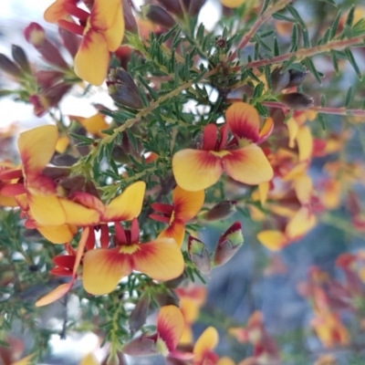 Dillwynia phylicoides (A Parrot-pea) at O'Connor, ACT - 22 Sep 2020 by tpreston