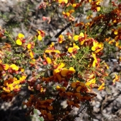 Dillwynia phylicoides at O'Connor, ACT - 22 Sep 2020 12:41 PM