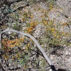 Dillwynia phylicoides at O'Connor, ACT - 22 Sep 2020 12:41 PM