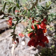 Grevillea alpina (Mountain Grevillea / Cat's Claws Grevillea) at O'Connor, ACT - 22 Sep 2020 by trevorpreston