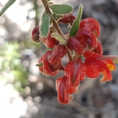 Grevillea alpina at O'Connor, ACT - 22 Sep 2020