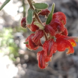 Grevillea alpina at O'Connor, ACT - 22 Sep 2020