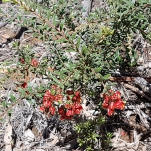 Grevillea alpina at O'Connor, ACT - 22 Sep 2020