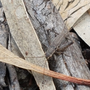 Eurepa marginipennis at O'Connor, ACT - 22 Sep 2020 12:43 PM