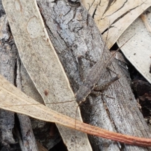 Eurepa marginipennis at O'Connor, ACT - 22 Sep 2020 12:43 PM