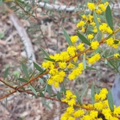 Acacia buxifolia subsp. buxifolia (Box-leaf Wattle) at O'Connor, ACT - 22 Sep 2020 by trevorpreston