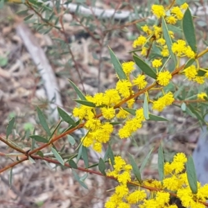 Acacia buxifolia subsp. buxifolia at O'Connor, ACT - 22 Sep 2020 12:46 PM