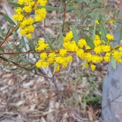 Acacia buxifolia subsp. buxifolia at O'Connor, ACT - 22 Sep 2020 12:46 PM