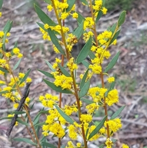 Acacia buxifolia subsp. buxifolia at O'Connor, ACT - 22 Sep 2020 12:46 PM