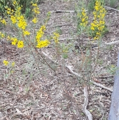 Acacia buxifolia subsp. buxifolia at O'Connor, ACT - 22 Sep 2020 12:46 PM