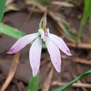 Caladenia fuscata at O'Connor, ACT - suppressed