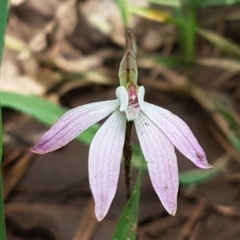 Caladenia fuscata at O'Connor, ACT - suppressed