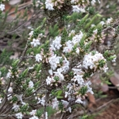 Leucopogon attenuatus (Small-leaved Beard Heath) at O'Connor, ACT - 22 Sep 2020 by tpreston