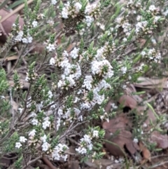 Styphelia attenuata at O'Connor, ACT - 22 Sep 2020 12:49 PM