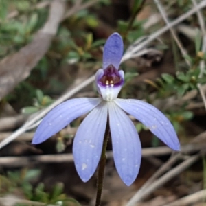 Cyanicula caerulea at O'Connor, ACT - suppressed