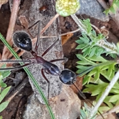 Camponotus intrepidus (Flumed Sugar Ant) at O'Connor, ACT - 22 Sep 2020 by trevorpreston