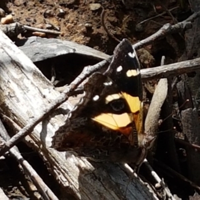 Vanessa itea (Yellow Admiral) at O'Connor, ACT - 22 Sep 2020 by trevorpreston