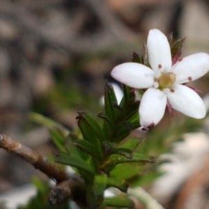 Rhytidosporum procumbens at O'Connor, ACT - 22 Sep 2020