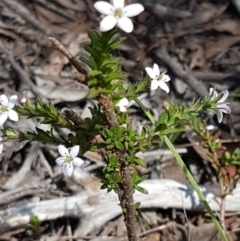 Rhytidosporum procumbens at O'Connor, ACT - 22 Sep 2020