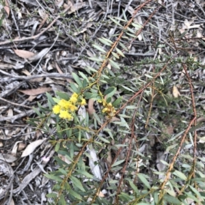 Acacia buxifolia subsp. buxifolia at Bruce, ACT - 22 Sep 2020