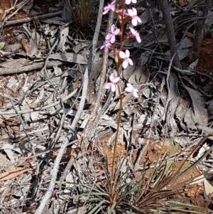 Stylidium graminifolium at O'Connor, ACT - 22 Sep 2020