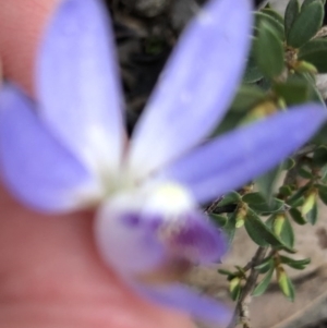 Cyanicula caerulea at Bruce, ACT - suppressed