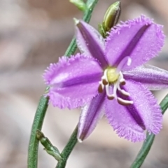 Thysanotus patersonii (Twining Fringe Lily) at O'Connor, ACT - 22 Sep 2020 by tpreston