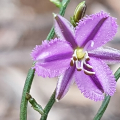 Thysanotus patersonii (Twining Fringe Lily) at O'Connor, ACT - 22 Sep 2020 by trevorpreston