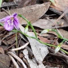 Thysanotus patersonii at O'Connor, ACT - 22 Sep 2020 01:07 PM