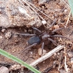 Gnaphosidae (family) (Ground spider) at O'Connor, ACT - 22 Sep 2020 by trevorpreston