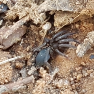 Gnaphosidae (family) at O'Connor, ACT - 22 Sep 2020