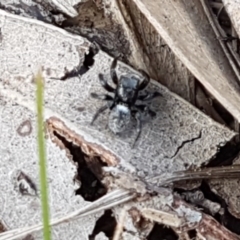 Salticidae sp. 'Golden palps' (Unidentified jumping spider) at Dryandra St Woodland - 22 Sep 2020 by trevorpreston
