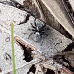 Salticidae sp. 'Golden palps' (Unidentified jumping spider) at O'Connor, ACT - 22 Sep 2020 by trevorpreston