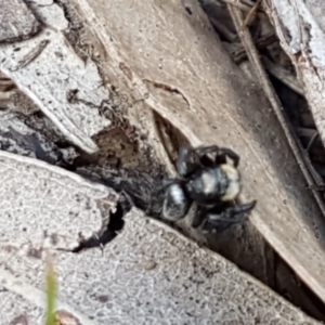 Salticidae sp. 'Golden palps' at O'Connor, ACT - 22 Sep 2020