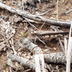 Pycnostictus seriatus (Common Bandwing) at O'Connor, ACT - 22 Sep 2020 by tpreston