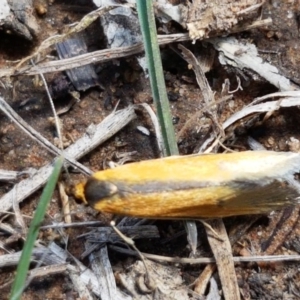 Philobota undescribed species near arabella at O'Connor, ACT - 22 Sep 2020 01:13 PM