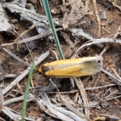 Philobota undescribed species near arabella at O'Connor, ACT - 22 Sep 2020 01:13 PM