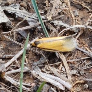 Philobota undescribed species near arabella at O'Connor, ACT - 22 Sep 2020 01:13 PM