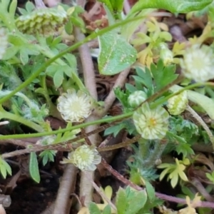 Cotula australis at O'Connor, ACT - 22 Sep 2020