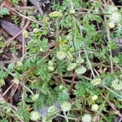 Cotula australis at O'Connor, ACT - 22 Sep 2020