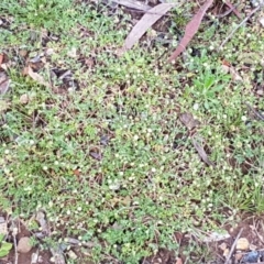 Cotula australis at O'Connor, ACT - 22 Sep 2020 12:52 PM