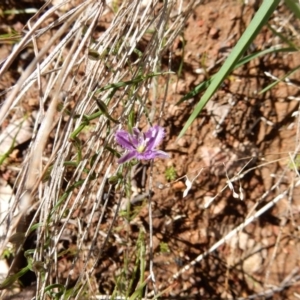 Thysanotus patersonii at Fraser, ACT - 22 Sep 2020 10:40 AM