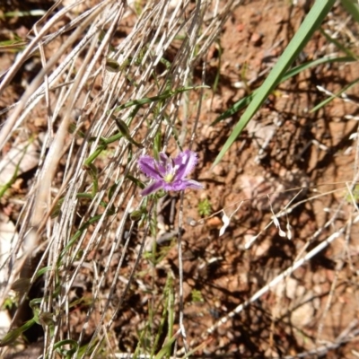 Thysanotus patersonii (Twining Fringe Lily) at Mount Rogers - 22 Sep 2020 by Rosie