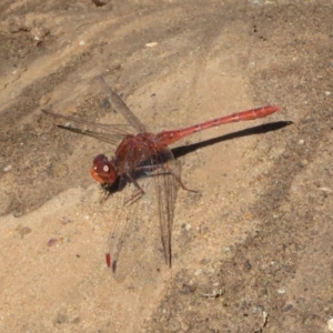 Diplacodes bipunctata at Holt, ACT - 22 Sep 2020